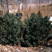 Blue Stallion Holly Multifunctional Evergreen