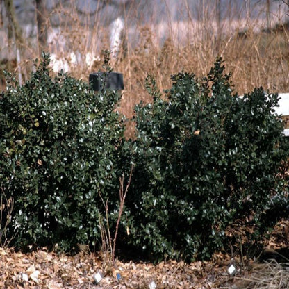 Blue Stallion Holly Multifunctional Evergreen