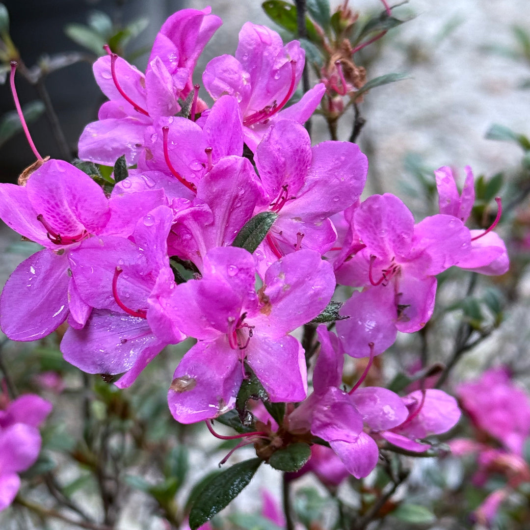 Encore Azalea Autumn Amethyst