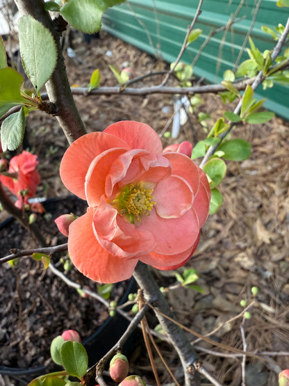 Chojuraku Flowering Quince