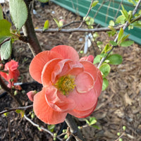 Chojuraku Flowering Quince