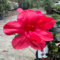 Evergreen Encore Azalea Autumn Bonfire with compact form ideal for foundation planting