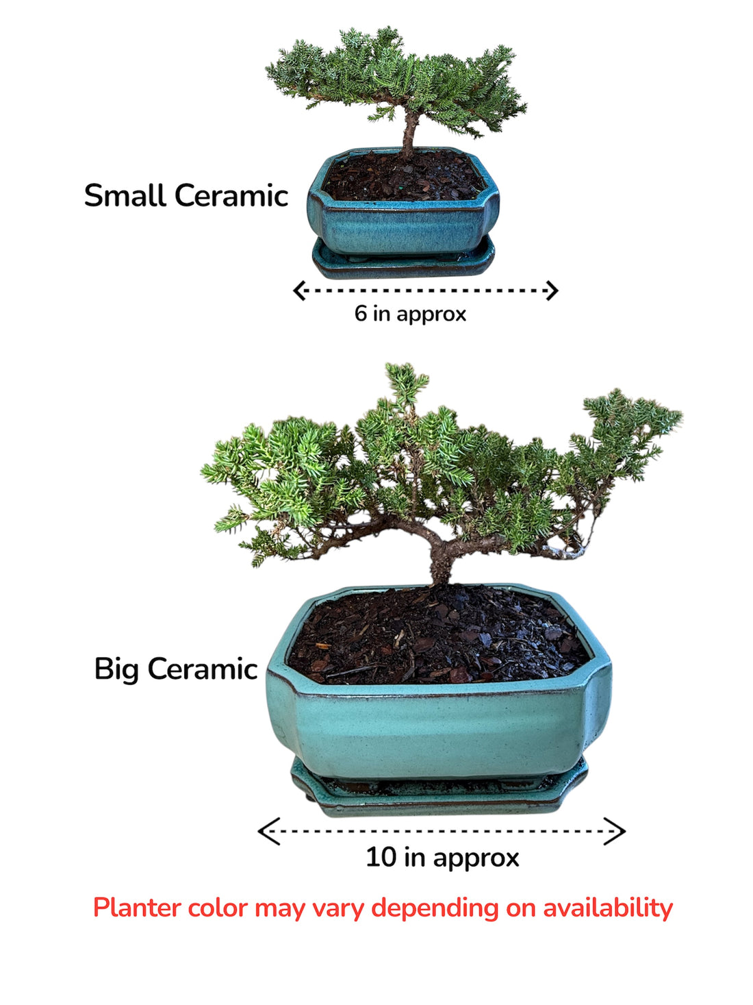 Two bonsai trees in ceramic pots with measurements and color variation information.