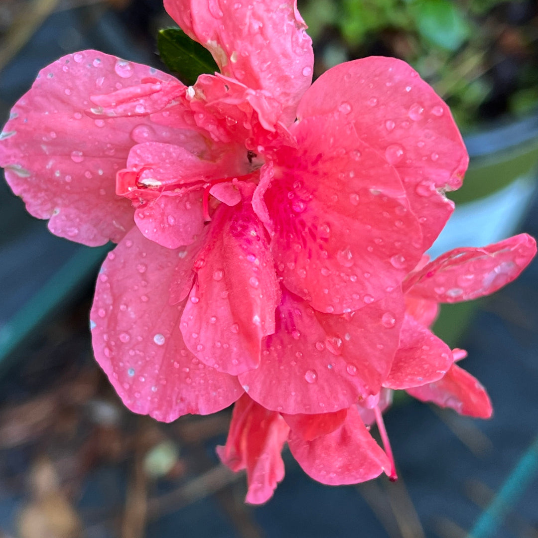 Azalea Echo Peachy Keen