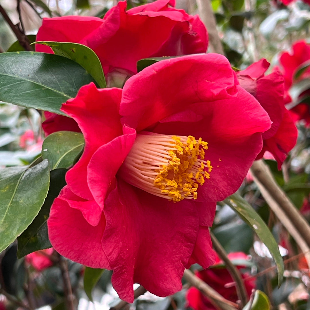 Camellia Dr J.C. Raulston