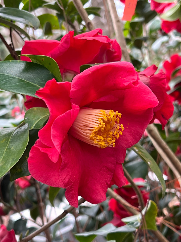 Camellia Dr J.C. Raulston