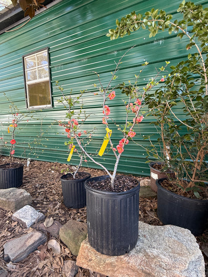 Chojuraku Flowering Quince