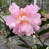 Camellia Pink Snow