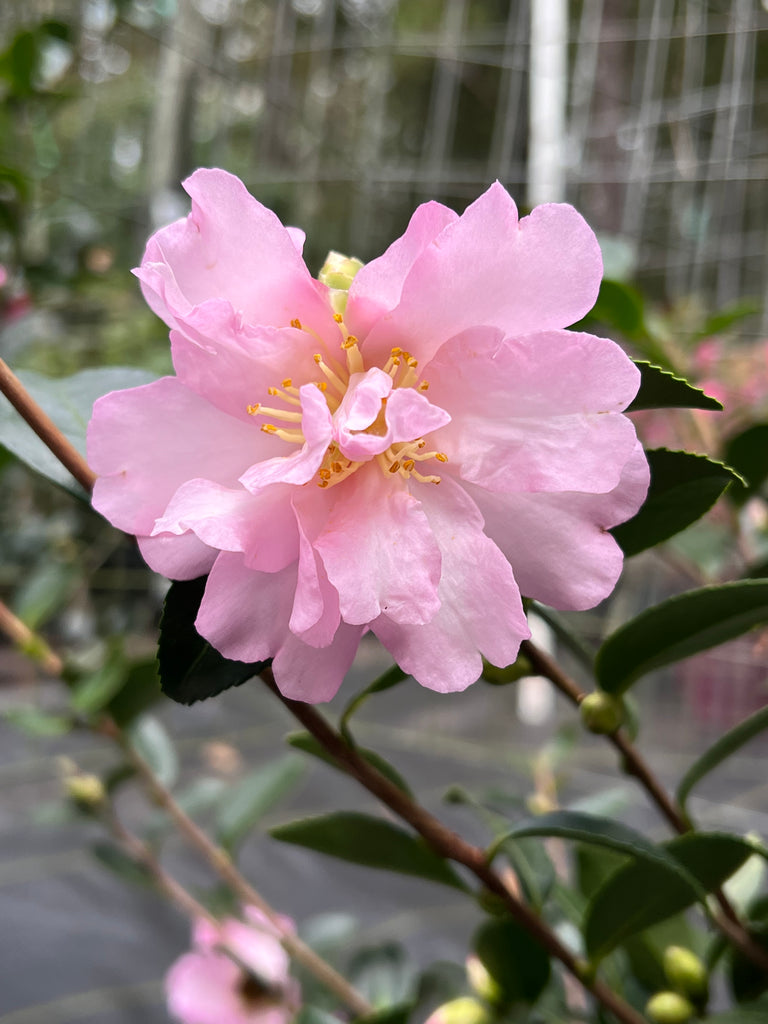 Camellia Pink Snow
