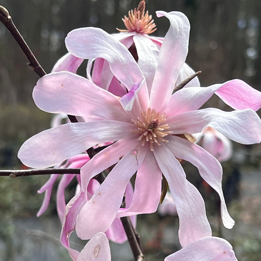 Buy Leonard Messel Magnolia Plants & Trees Online | Pixies Gardens
