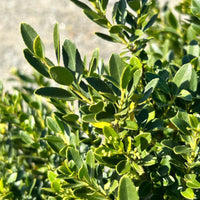 Hoogendorn Holly