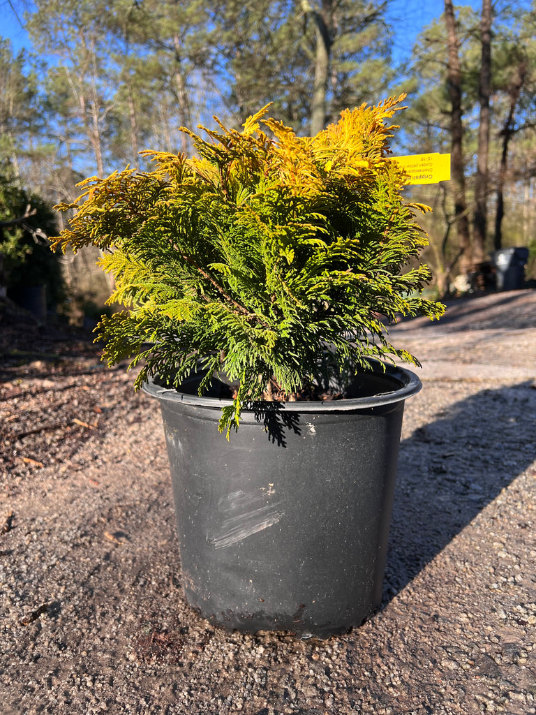 Cham Crippsii - Golden Hinoke Cypress