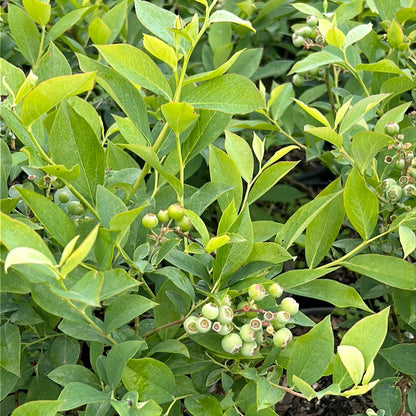 Backyard planting of Brightwell Rabbiteye Blueberry Bush