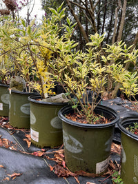 Forsythia  'Believe it Or Not'