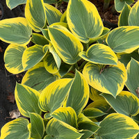Hosta 'First Frost'