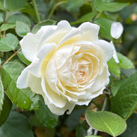 Bolero Rose