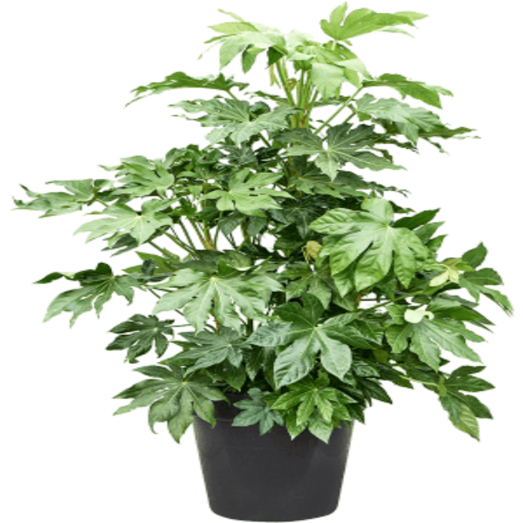 Fatsia Japonica Foliage Plant