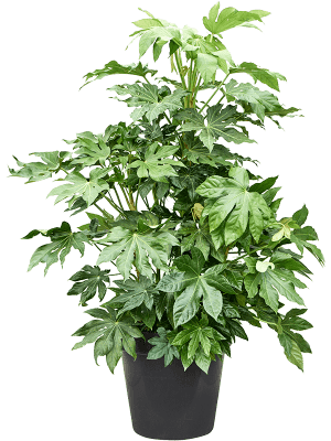Fatsia Japonica Foliage Plant