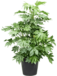 Fatsia Japonica Foliage Plant