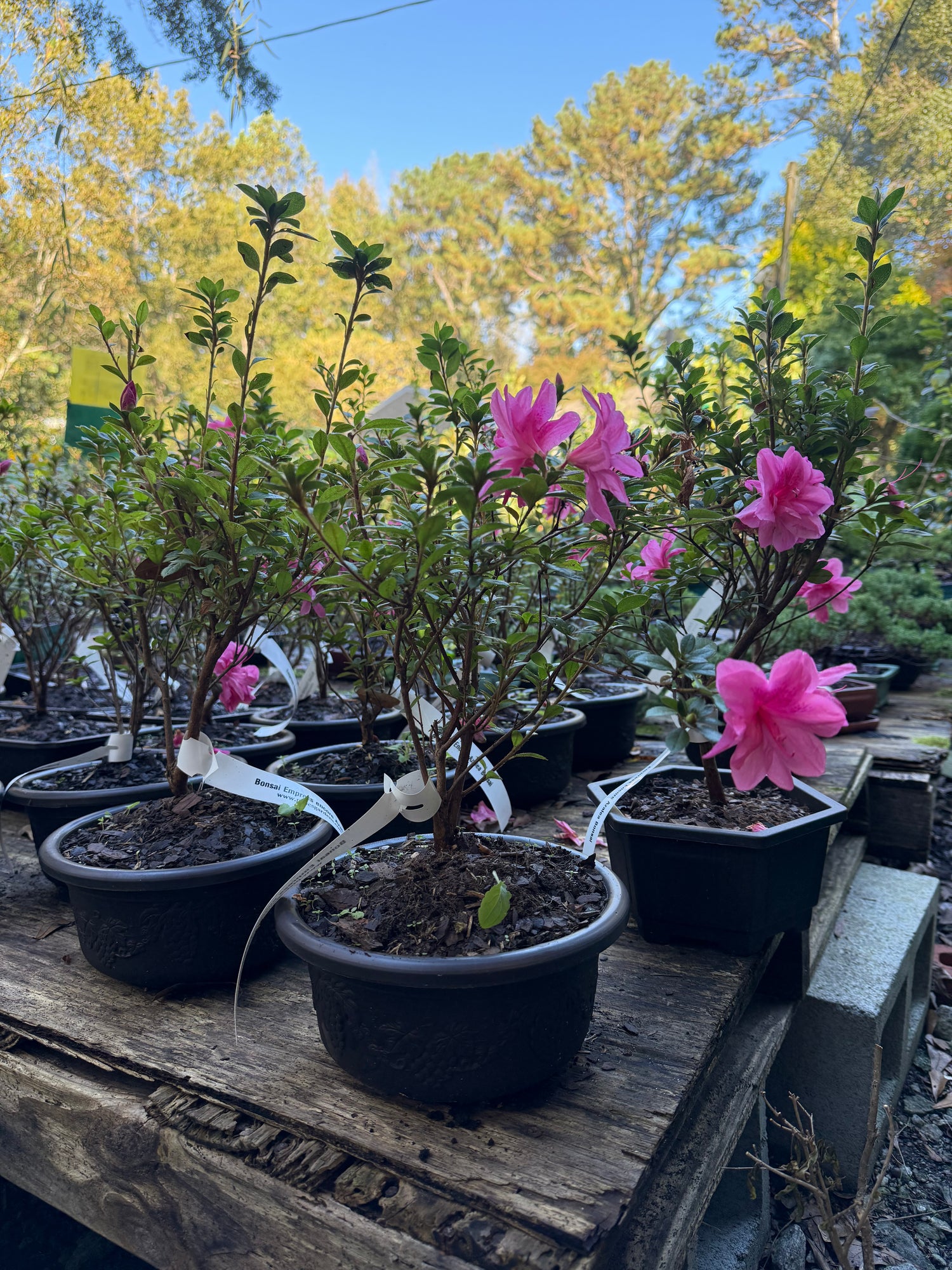 Bonsai Empress encore Azalea (Live Plant)