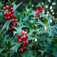 Raspberry Flash Holly