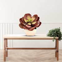 Artificial Stunning Crassulla Red Succulent -Good Gift