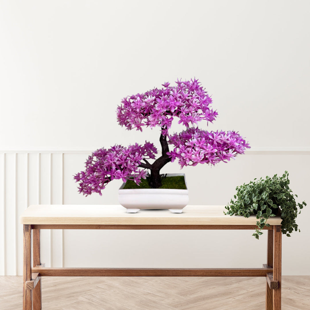 Gorgeous Bonsai with Very Attractive Pot with choice of your color -Good Gift
