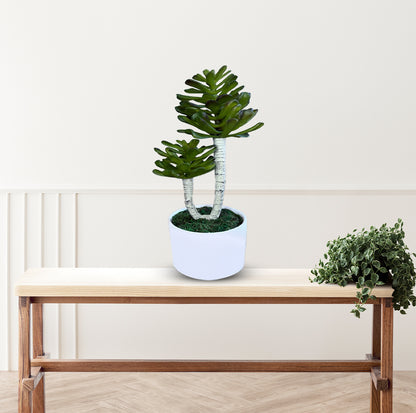 Bonsai in Green Color -Good Gift