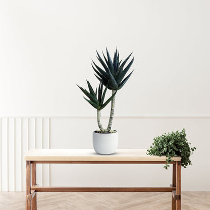 Yucca Plant -Good Gift