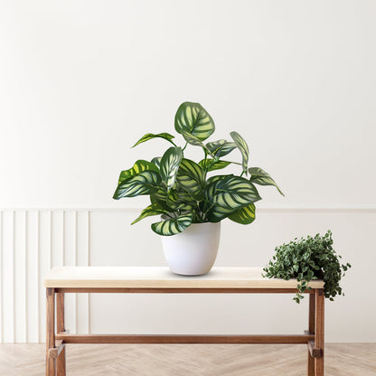 Stunning Peacock Plant in pot of your choice-Artificial-Good Gift