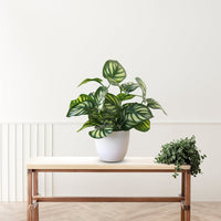 Stunning Peacock Plant in pot of your choice-Artificial-Good Gift