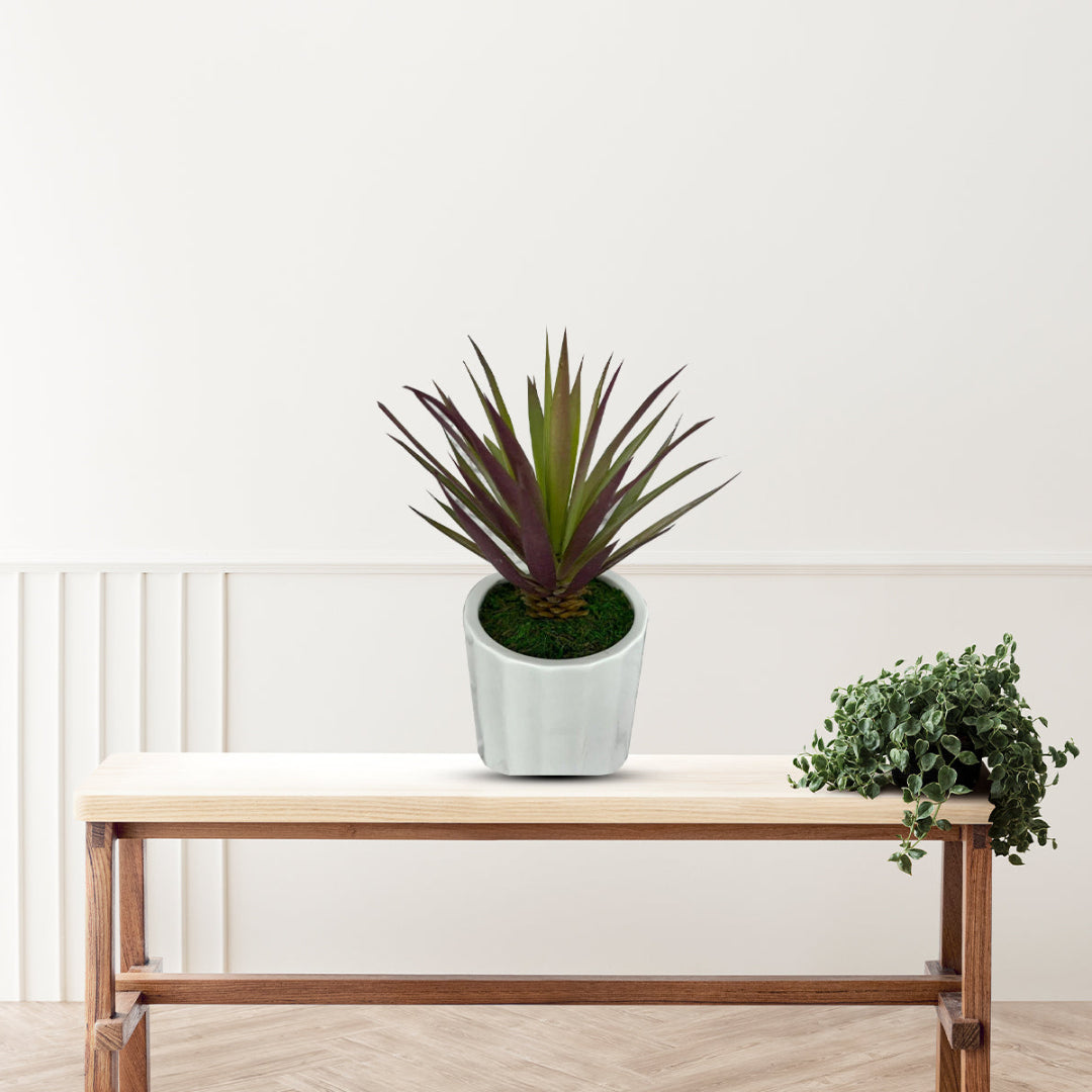 Gorgeous Succulents in Ceramic Pot-Good Gift