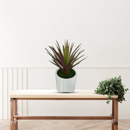 Gorgeous Succulents in Ceramic Pot-Good Gift