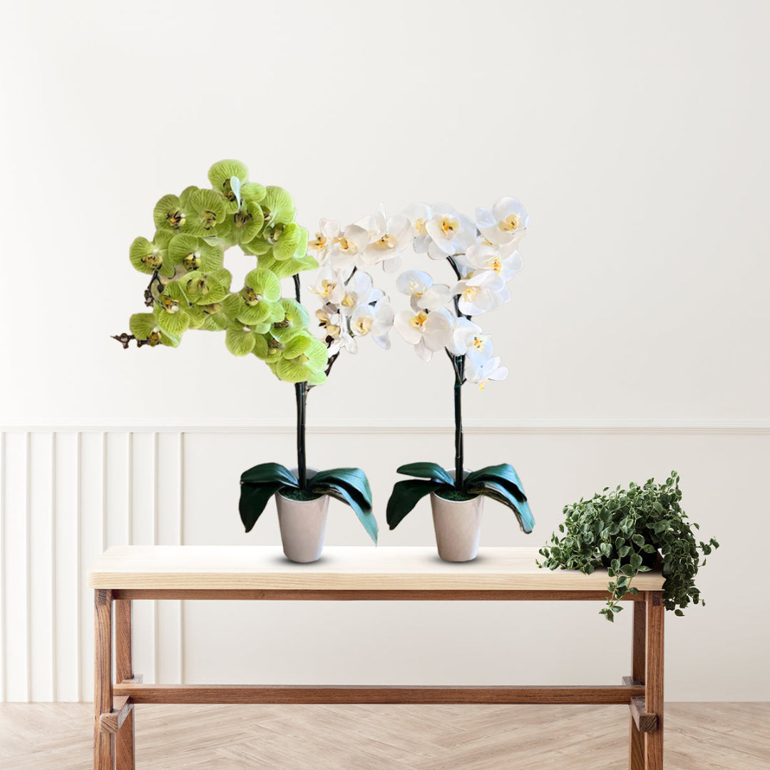 Stunning Orchids - Perfect Gift