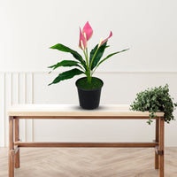 peace lily artificial Gorgeous Potted Pink Peace Lily-Artificial