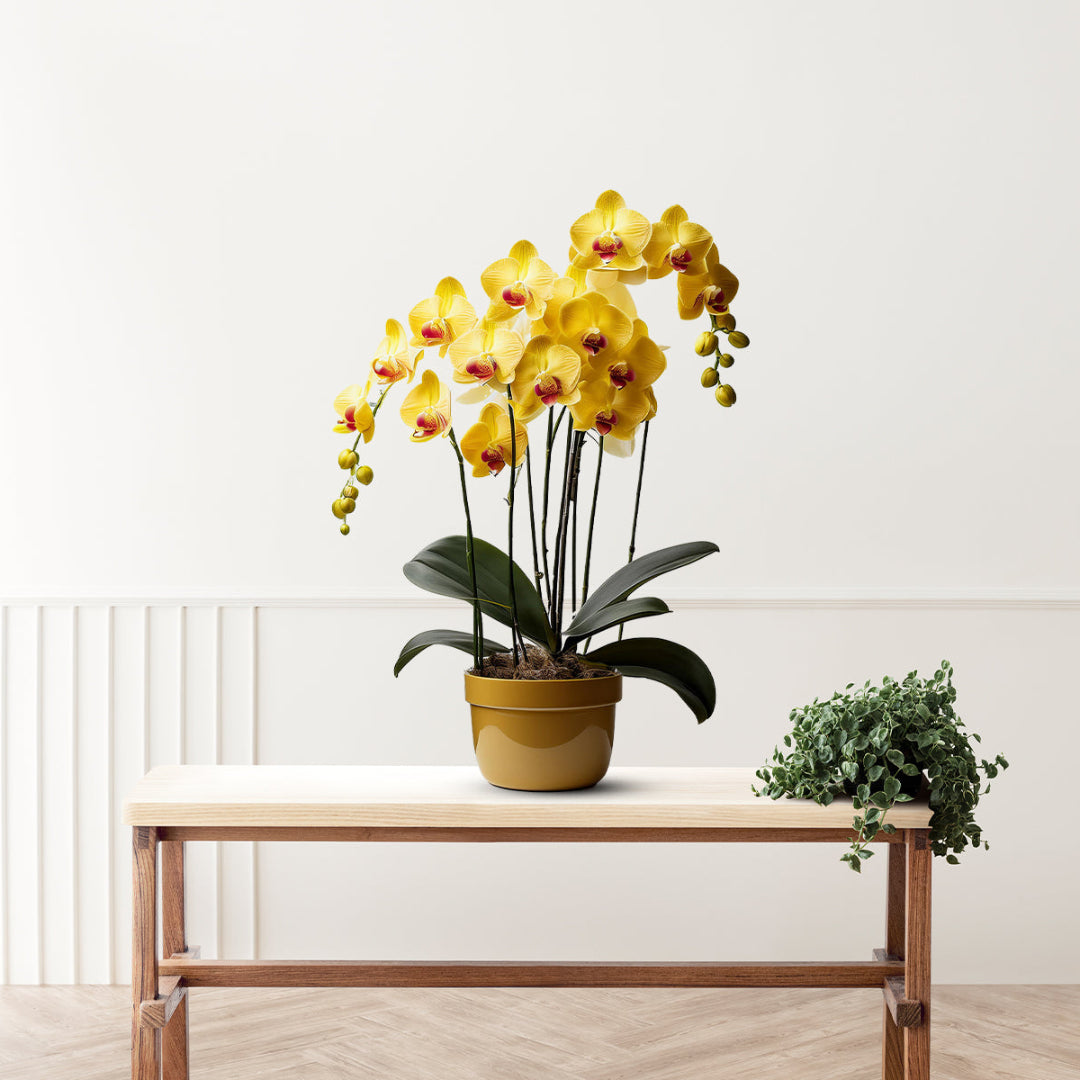 Gorgeous Yellow Orchid-Good Gift