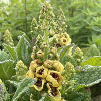 Verbascum 'Dark Eyes' Mullein