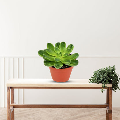 Gorgeous Potted Aeonium - Artificial