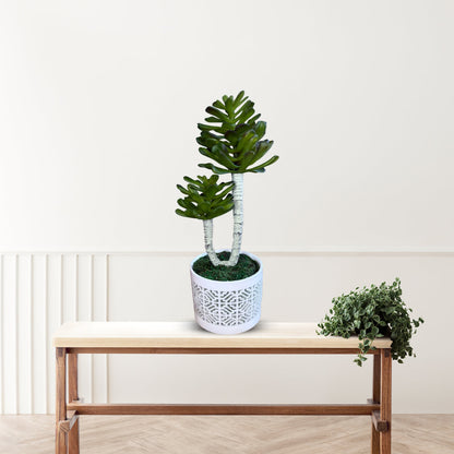 Stunning Plant in Ceramic pot -Good Gift