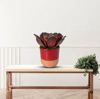 Cute Echeveria Red Succulent in Ceramic Pot - Artificial ~ The Perfect Christmas Gift