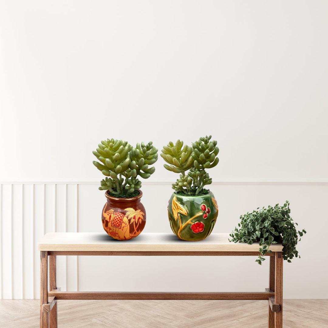 Beautiful Mini Green Succulent -Good Gift