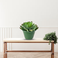 Cute Tree Houseleek Succulent in Plastic Pot - Artificial