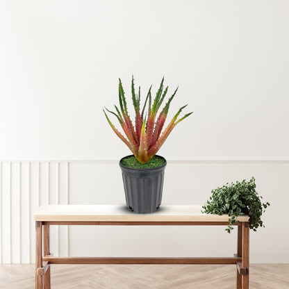 Gorgeous Aloe vera Plant in Ceramic Pot -Good Gift