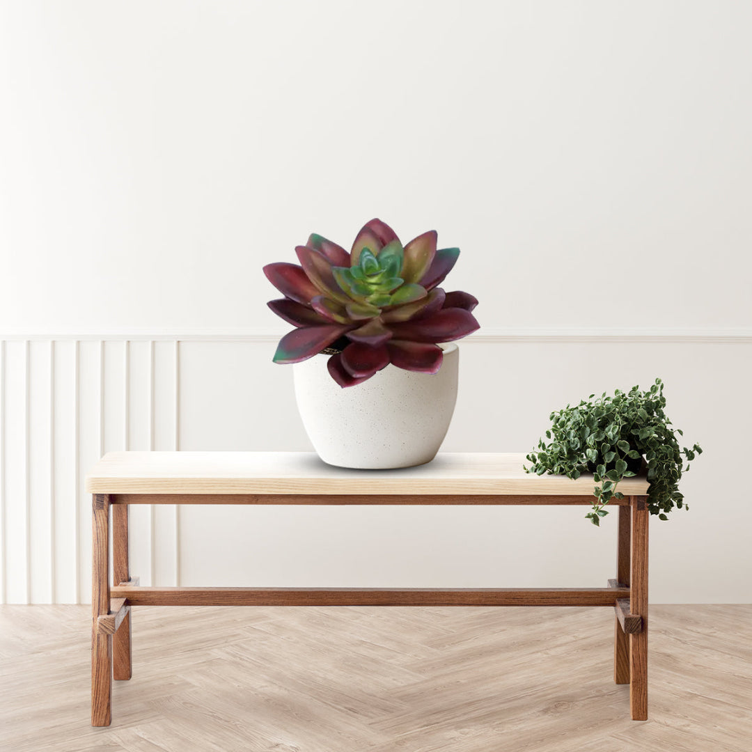 Beautiful Succulent in Ceramic Pot - Artificial ~ The Perfect Christmas Gift