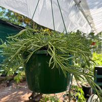 Rosemary 'Prostratus'  Hanging Basket (Live Plant)