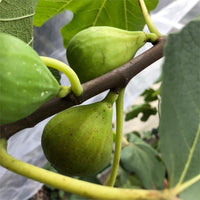 Ischia Fig Tree