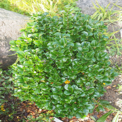Ligustrum Coriaceum