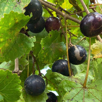 Muscadine grape vine trained on garden trellis