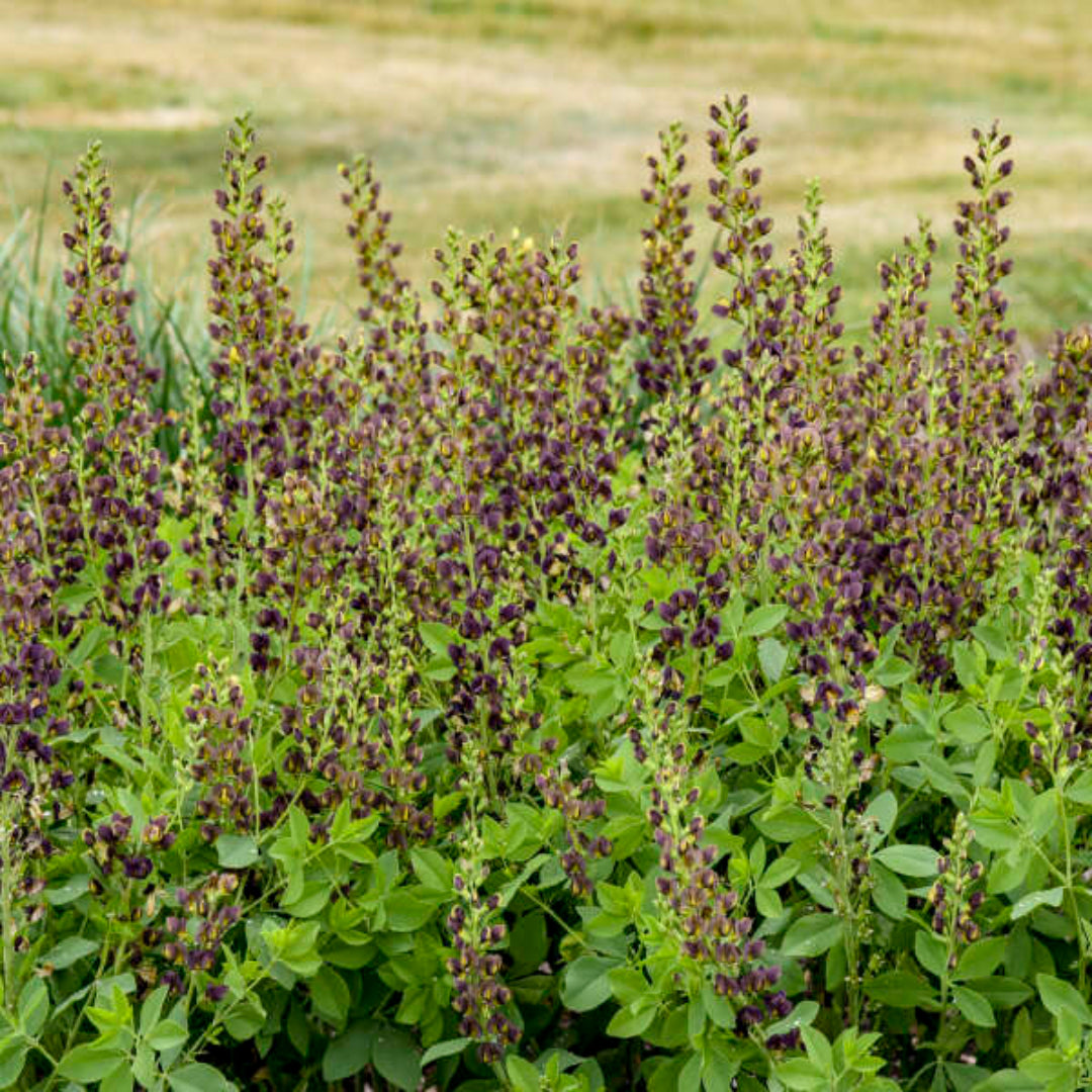 Baptisia Decadence Dutch Chocolate