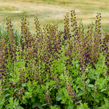 Baptisia Decadence Dutch Chocolate